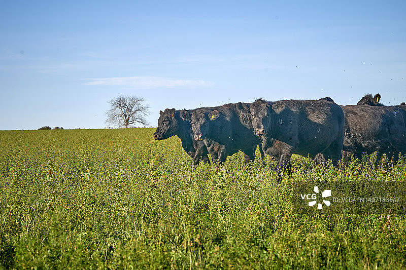 阿根廷的黑色布兰格斯公牛图片素材