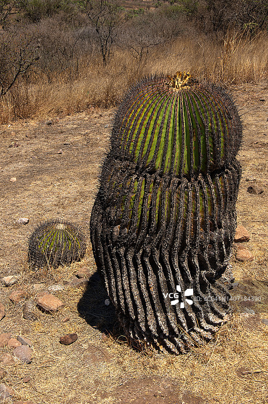 大型和小型太平丸植物（西班牙语中称为biznaga gigante，英语中称为giant barrel cactus）图片素材