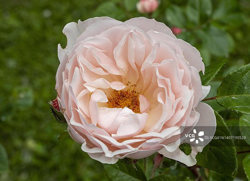 灌木玫瑰（Rosa）——慷慨的园丁——德国巴登-符腾堡州康斯坦茨美瑙岛图片素材