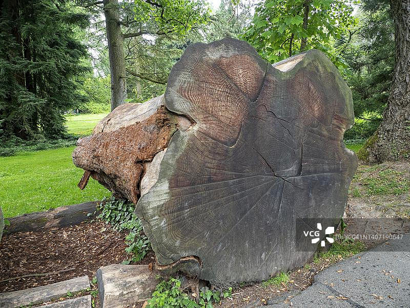 巨杉横截面，德国，美瑙岛植物园图片素材