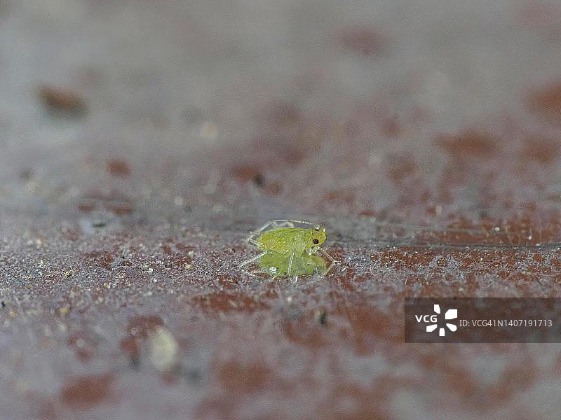 蚜虫特写，德国巴登-巴登图片素材