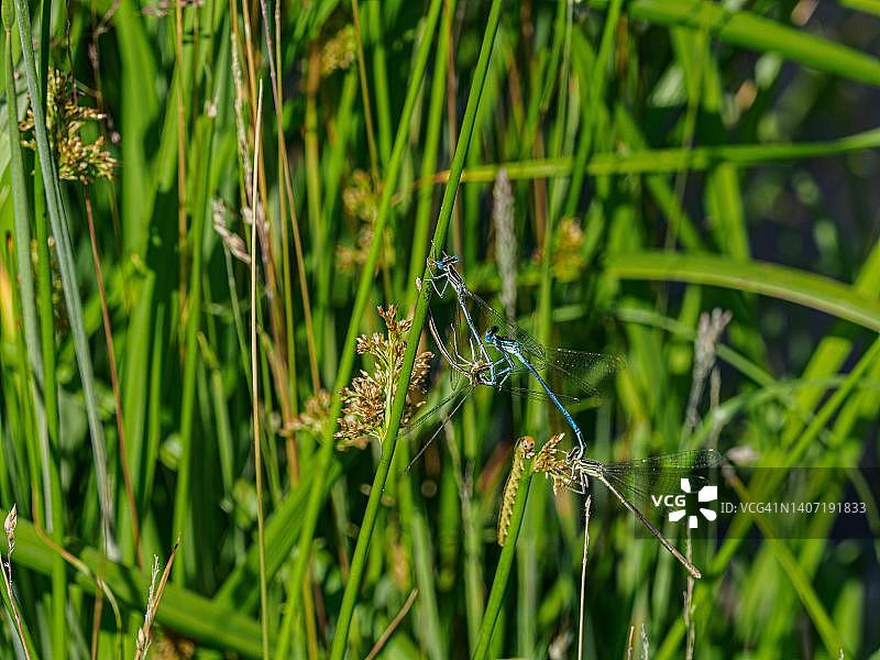 德国巴登-符腾堡州拉斯塔特草枝上的交配蜻蜓图片素材