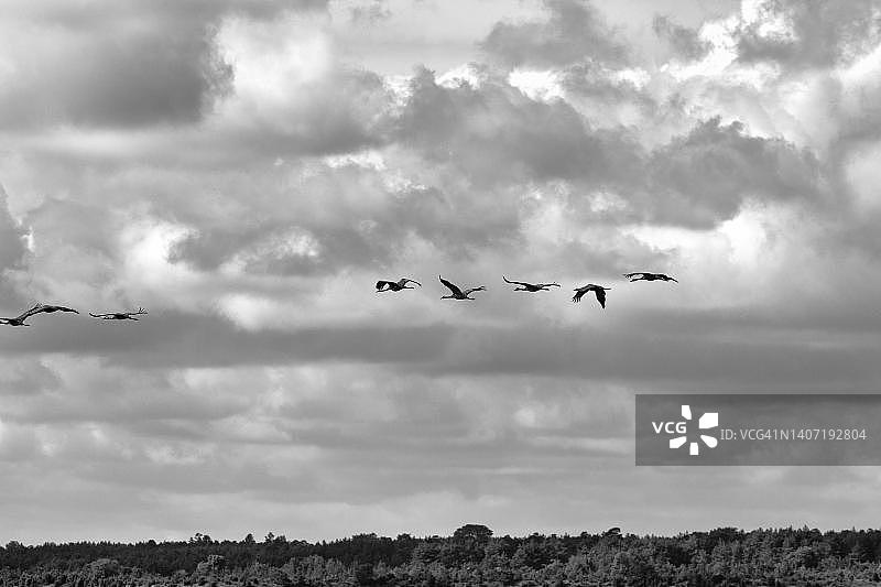 阴天，瑞典波罗的海哥特兰岛，迁徙的灰鹤图片素材