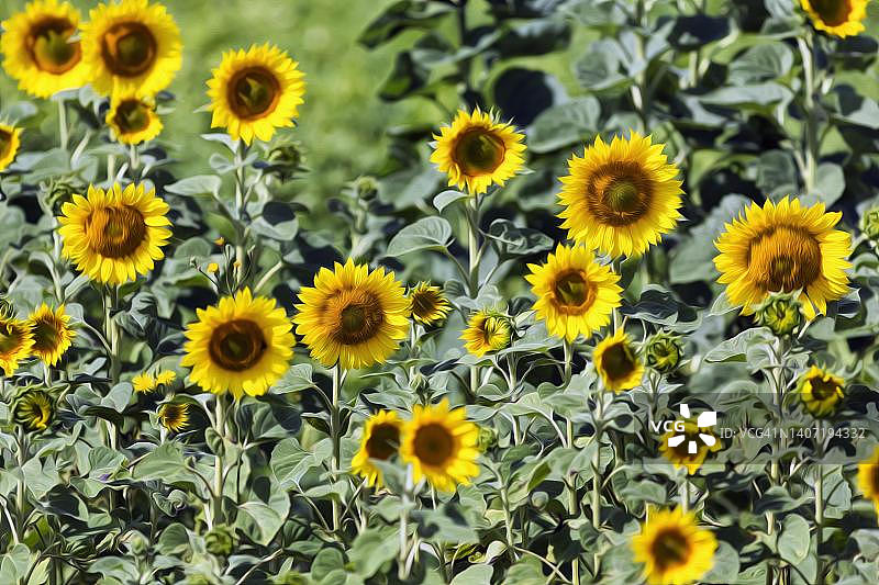 瑞典哥特兰岛的向日葵油画背景图片素材