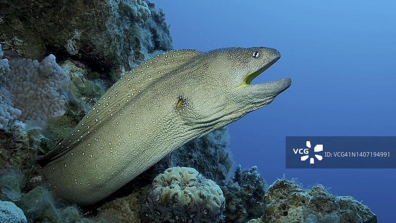 特写：黄口裸胸鳝从藏身处探出头，红海，埃及图片素材
