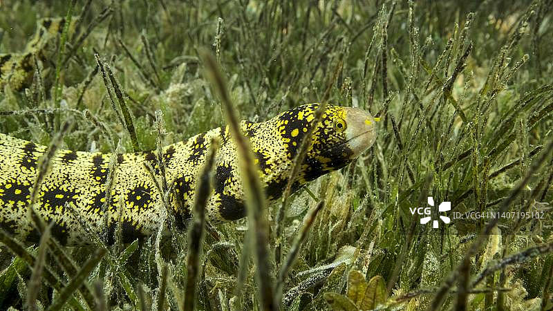 海鳗在绿色海草中缓慢游动特写图片素材