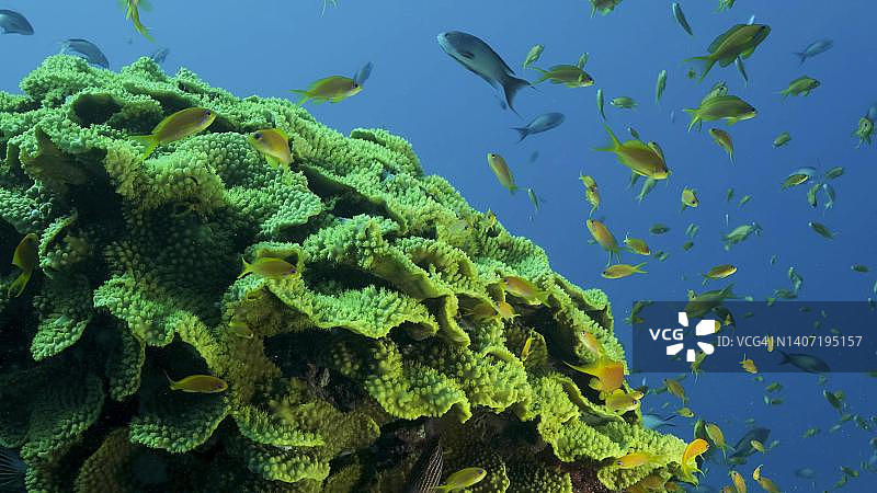 鳞鳍花鮨或金黄突鳍鱼群在珊瑚附近游动，红海，埃及图片素材