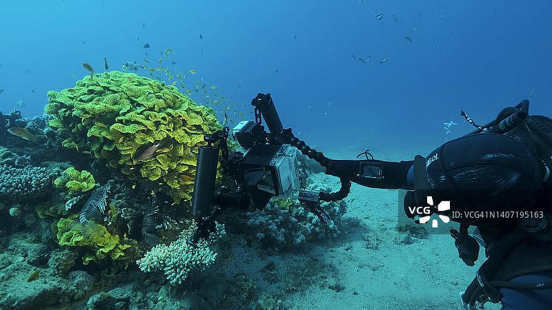水下摄影师拍摄热带鱼和珊瑚，红海，埃及图片素材