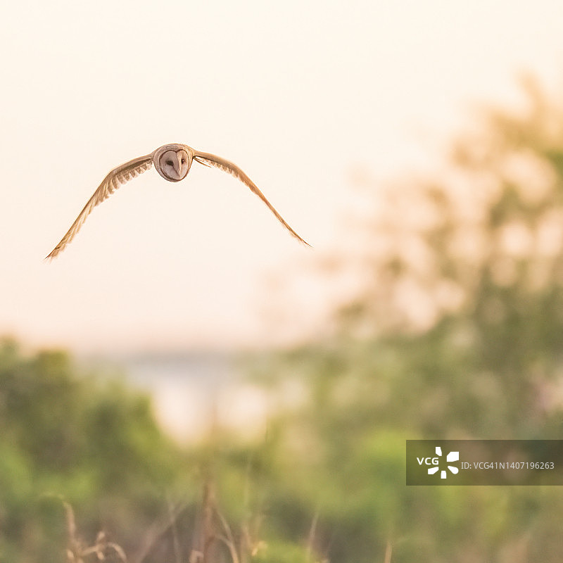 日出时飞行的仓鸮图片素材