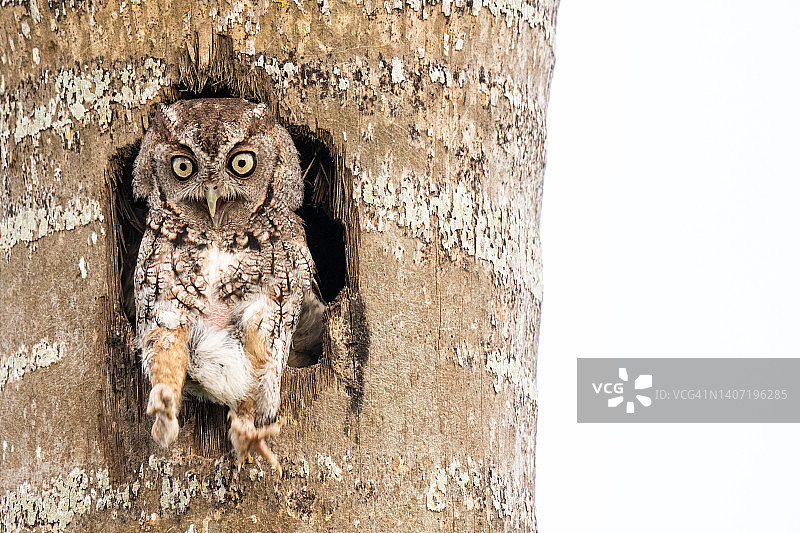 守护巢穴的猫头鹰图片素材