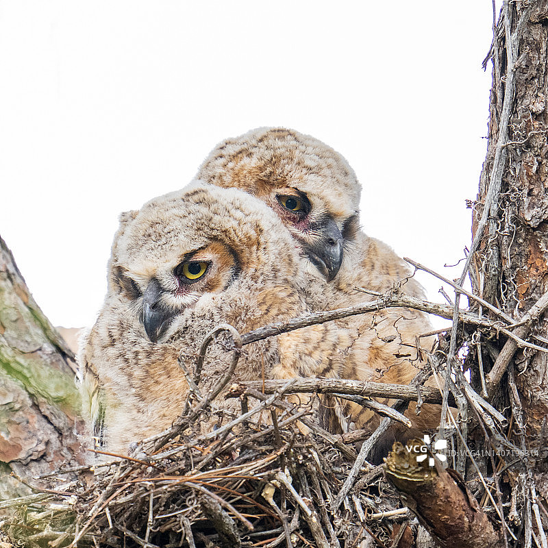 巢穴中的雕鸮幼鸟图片素材
