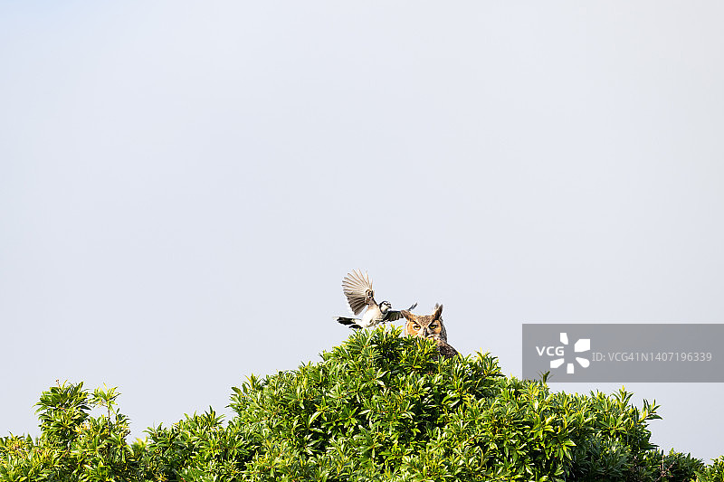 被围攻的猫头鹰图片素材