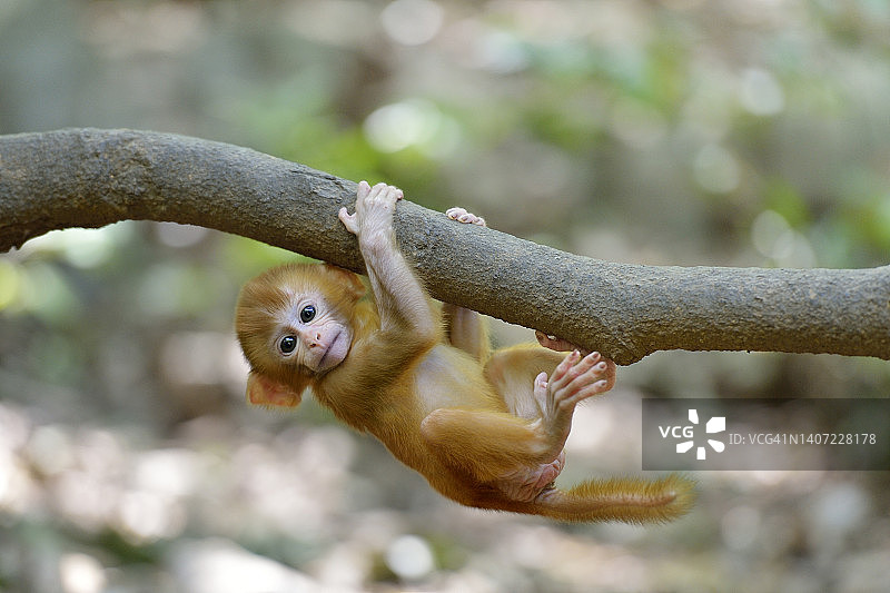 天真快乐的猕猴宝宝图片素材