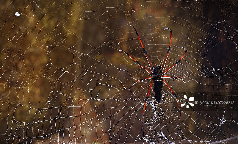 在昏暗角落发现的巨型金丝圆蛛图片素材