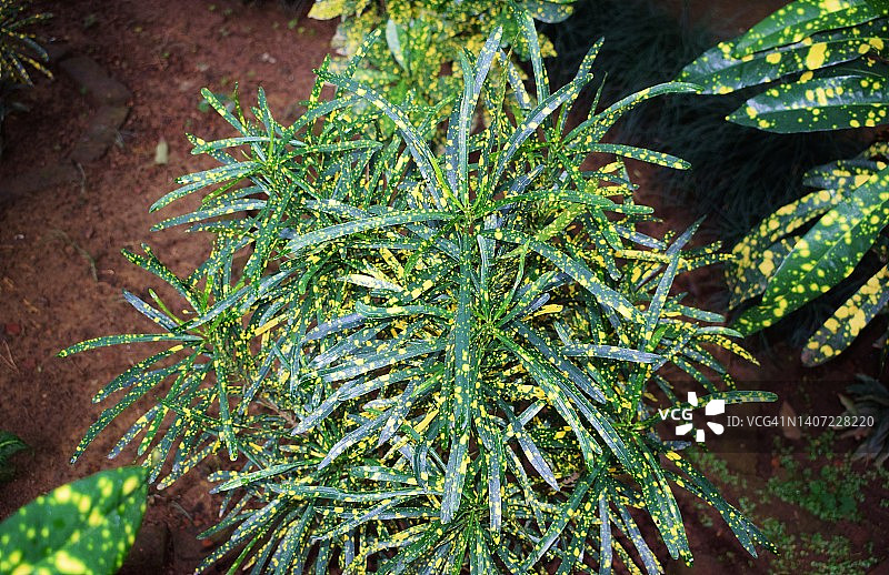 埃莉诺·罗斯福变叶木，绿底黄斑条纹叶图片素材