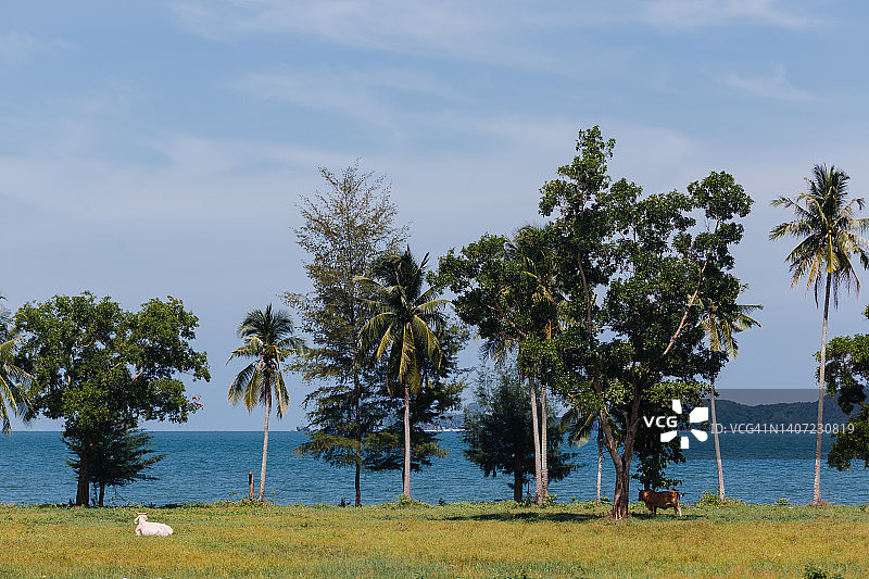 海景背景上的树木图片素材