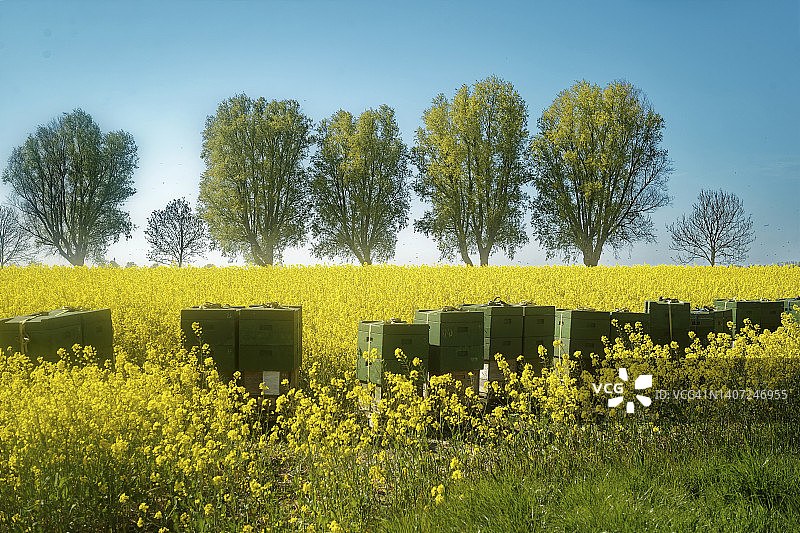 东弗里西亚下萨克森德国的树木繁茂的油菜籽田里的一排蜂箱图片素材
