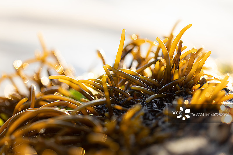 退潮时从岩石上生长的食用海藻图片素材