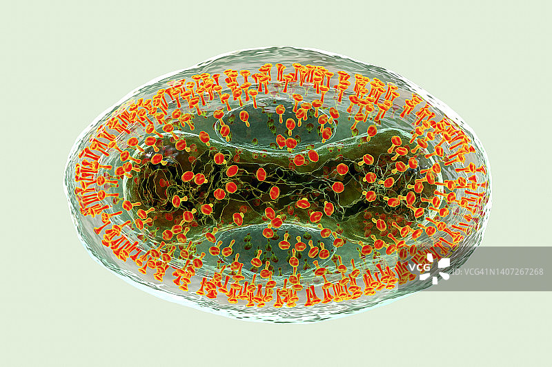 猴痘病毒颗粒，图示图片素材