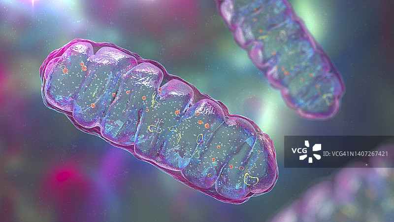 线粒体，图示图片素材