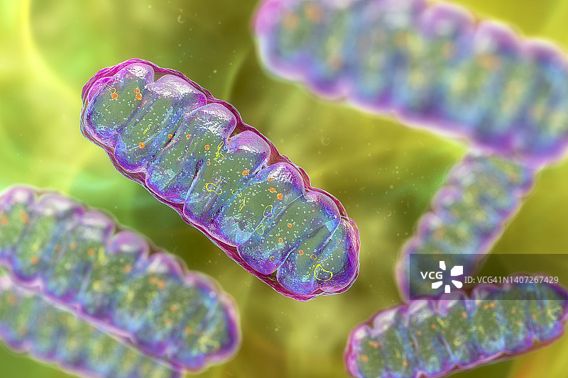 线粒体，图示图片素材