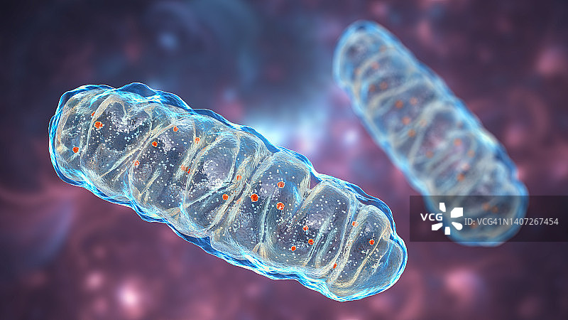 线粒体，图示图片素材