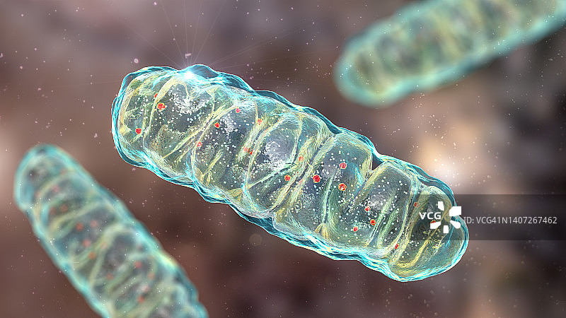 线粒体，图示图片素材