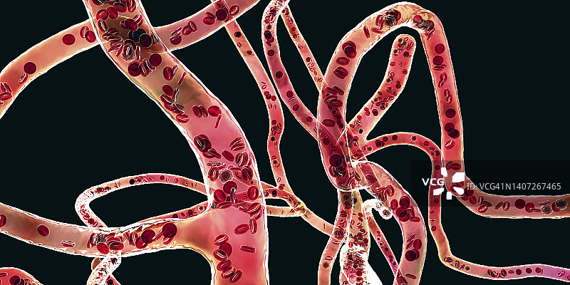 血管插画图片素材