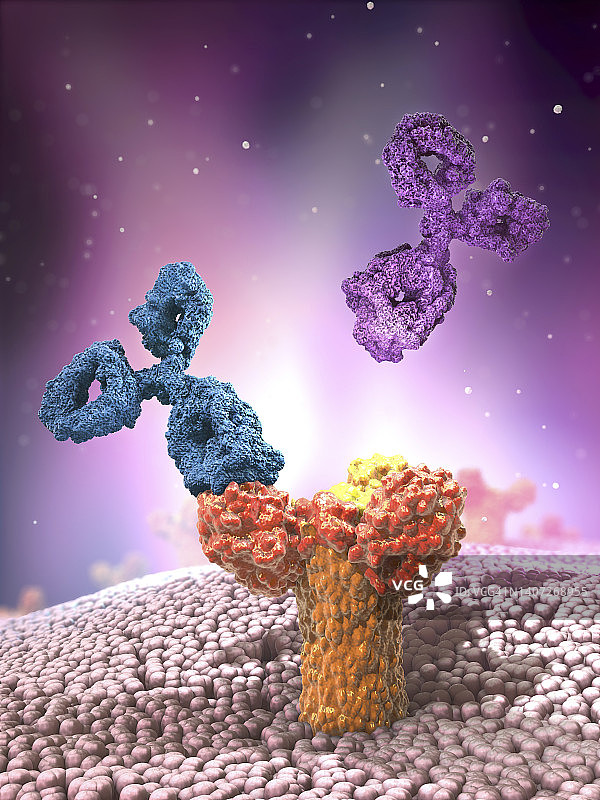 附着在受体上的抗体，图示图片素材