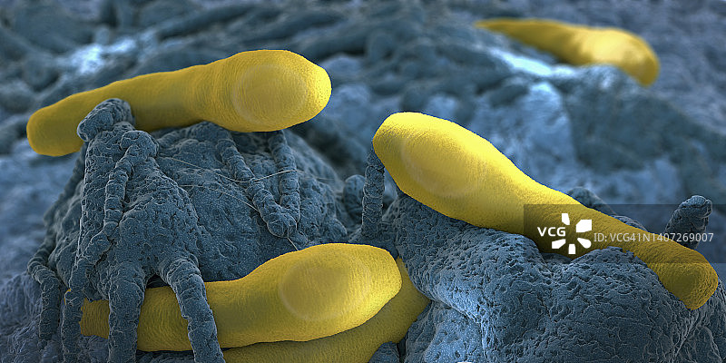 肉毒梭菌在组织上生长，图示图片素材