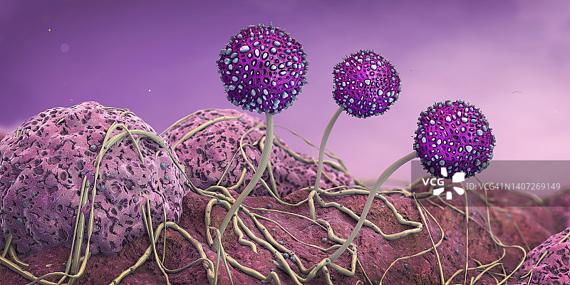 霉菌生长，图示图片素材
