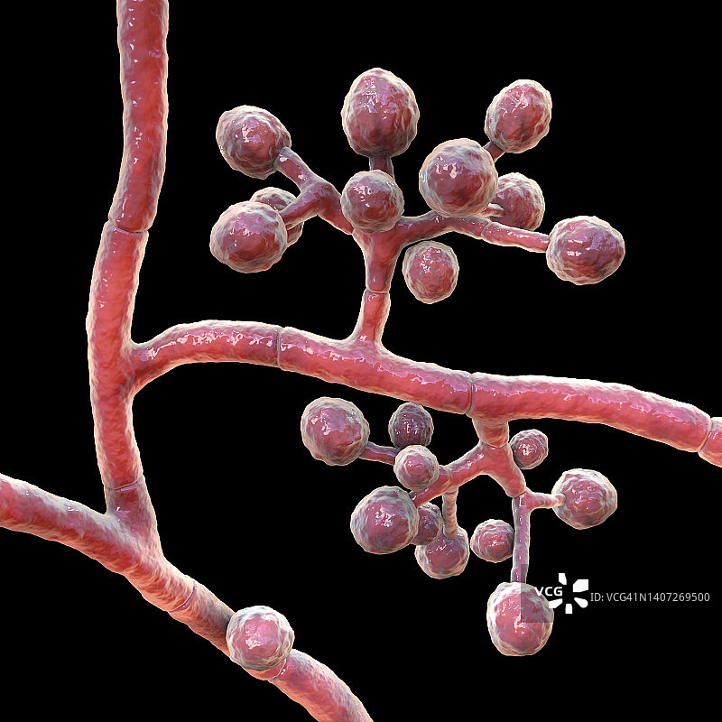 足癣真菌，图示图片素材