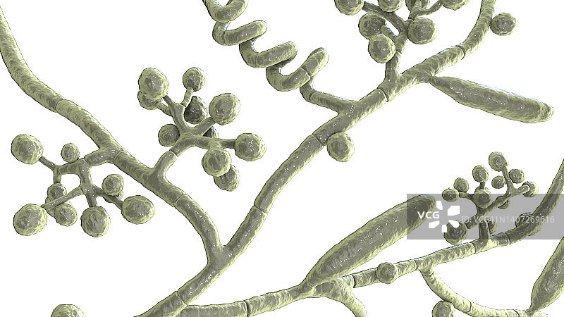 足癣真菌，图示图片素材