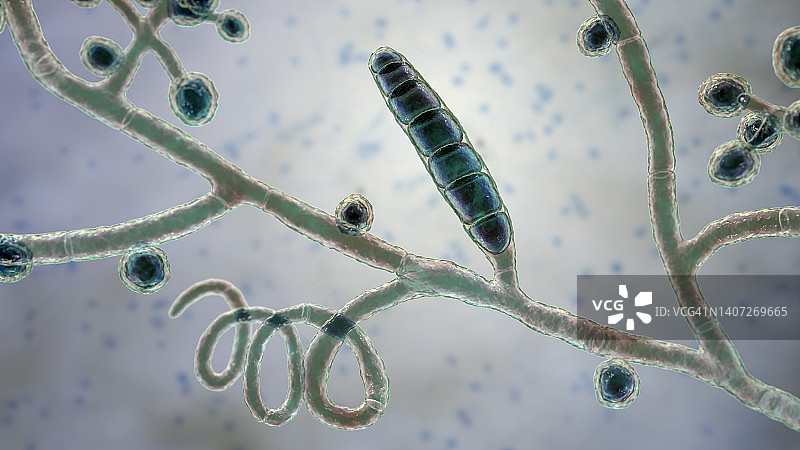 足癣真菌，图示图片素材