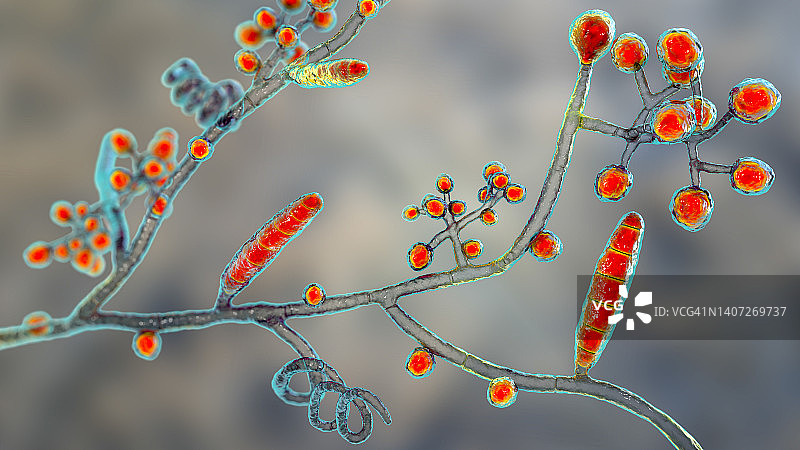 足癣真菌，图示图片素材