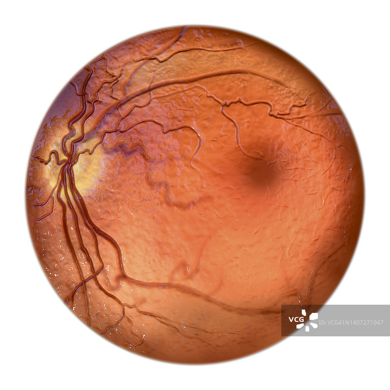 眼睛视网膜图片素材