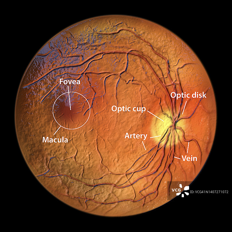 健康的视网膜图片素材
