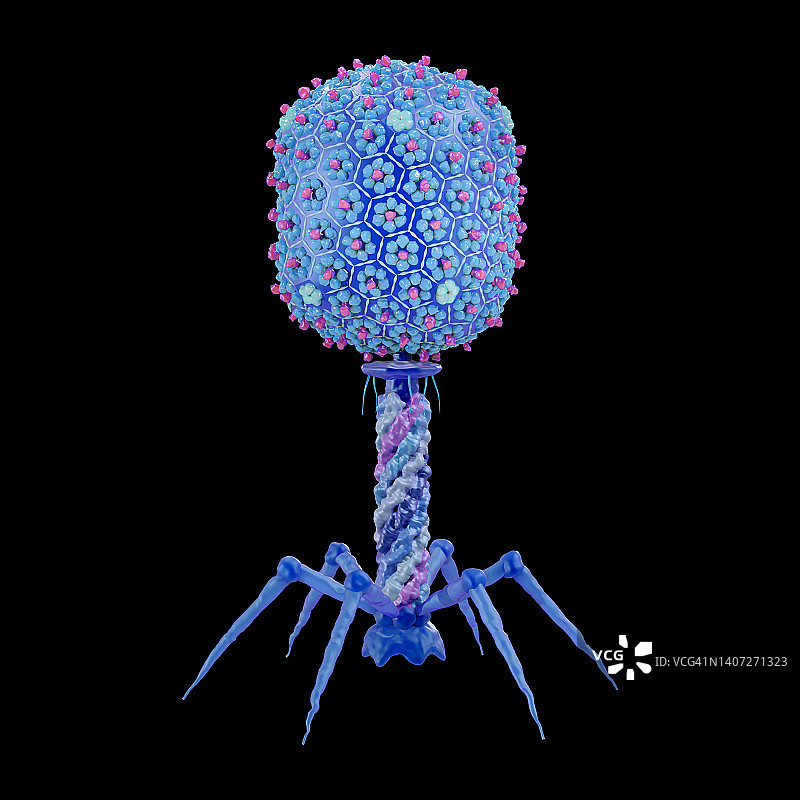 T4噬菌体插图图片素材