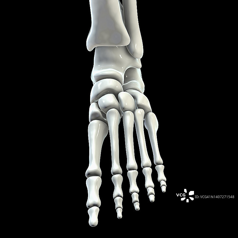 人类足部解剖结构插图图片素材
