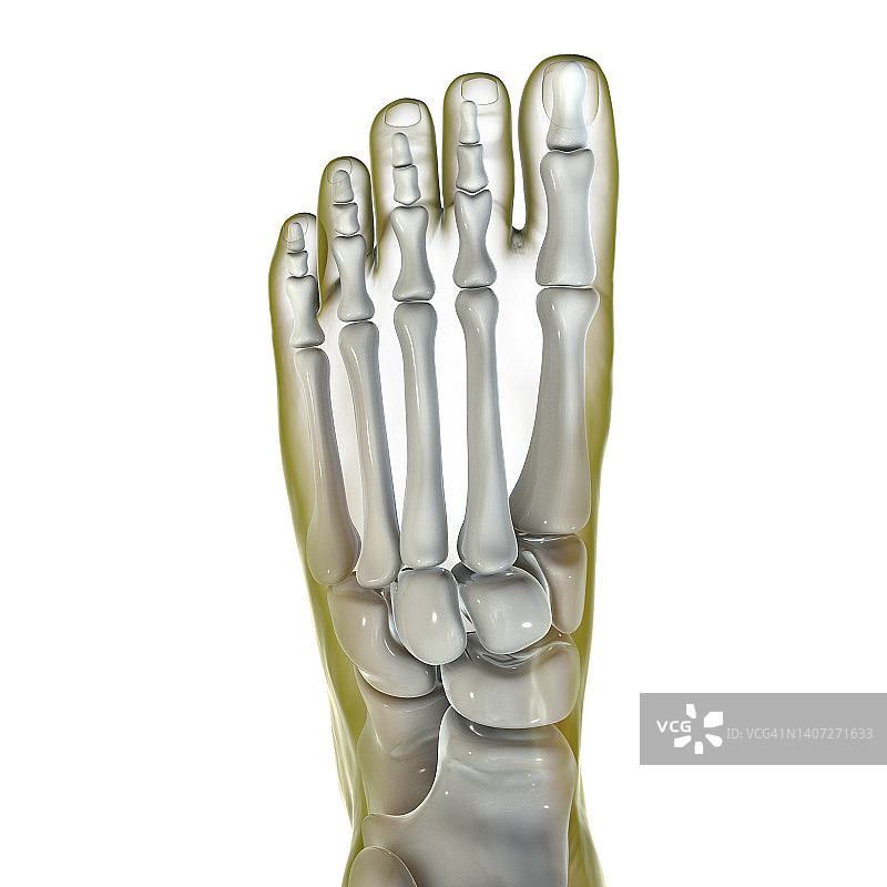 人类足部解剖结构插图图片素材