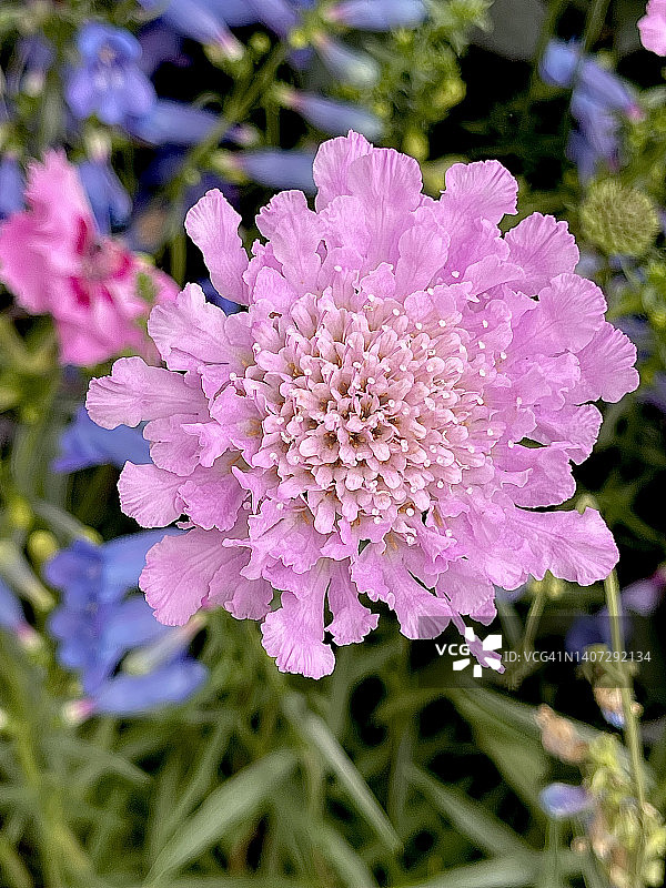 盛开的粉红色小蓝盆花（鸽形蓝盆花）特写图片素材