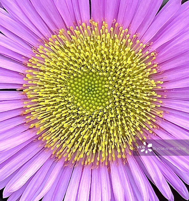 海滩紫菀（Erigeron Glaucus）植物及其紫色花朵的特写图片素材