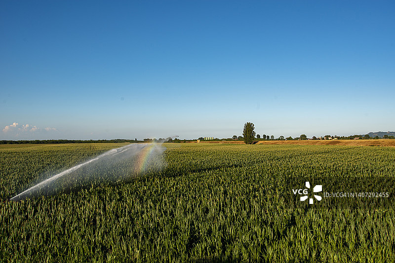 玉米地浇水图片素材