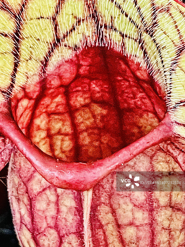 近距离拍摄的紫瓶子草（Sarracenia purpurea）图片素材