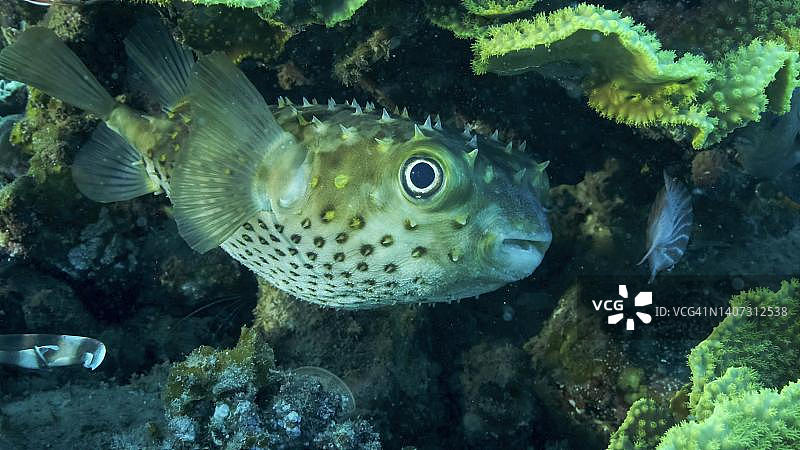 躲在珊瑚下的刺豚鱼：巨型刺豚鱼与卷曲珊瑚，红海，埃及图片素材