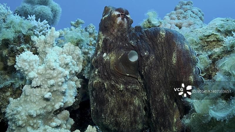珊瑚礁上的大红章鱼特写（蓝章鱼），红海，埃及图片素材