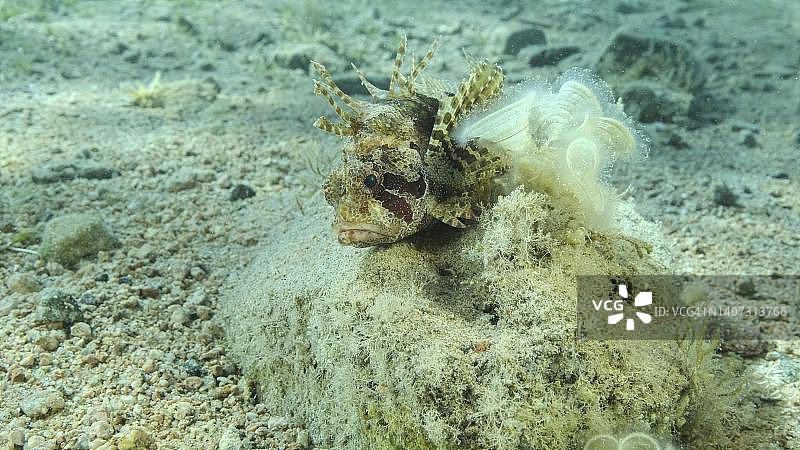 躺在沙底的蓑鲉图片素材