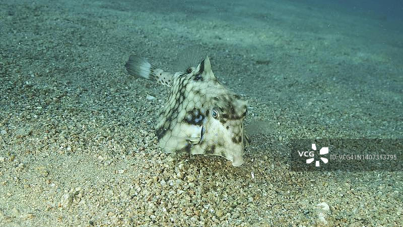 箱鲀在沙质海底游泳特写，红海，埃及图片素材