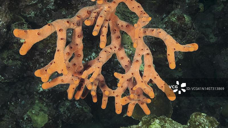 埃及红海洞穴中的红色有毒指海绵图片素材