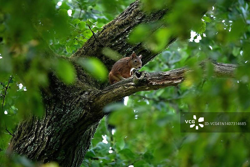 欧亚红松鼠隐藏在树冠下的树枝上，观察周围环境，韦尔伯特，德国图片素材
